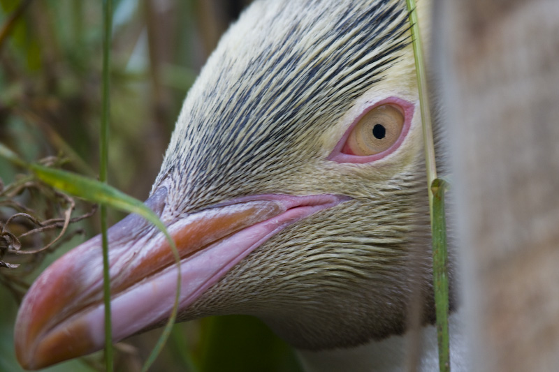 Yellow-Eyed Penguin